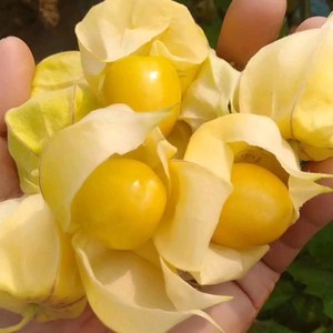 甜菇娘种子阳台盆栽水果种子 姑娘儿种子菠萝果种子 菜种子四季种