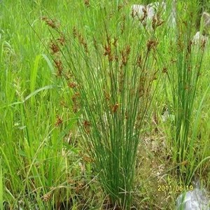 稗草种子 水稗子稻田里杂草喂鱼草水稗草籽小米草水草种子