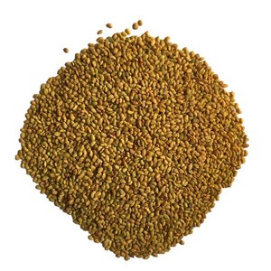 紫花苜蓿种子多年生四季牧草养金蝉奶草苜蓿草种子鸡鸭鹅牛羊种籽