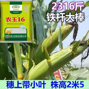 玉米种子高产大棒605玉米种登海抗旱耐登盐碱fxk杂农交玉米海玉16