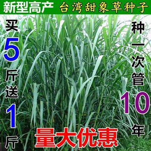 台湾甜象草种子多年生四季高产牧草种子畜牧养殖牛羊猪兔鱼草籽孑