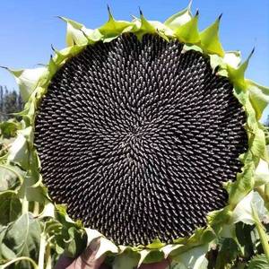 美国油王矮大头 油葵向日葵种子 矮杆大盘榨油食用葵花籽种孑