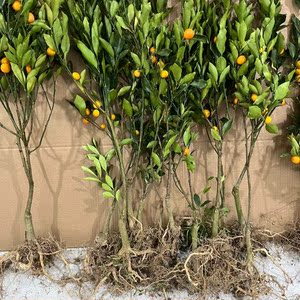 大果融安滑皮金桔果树苗嫁接苗脆蜜金柑苗南方北方带果盆栽