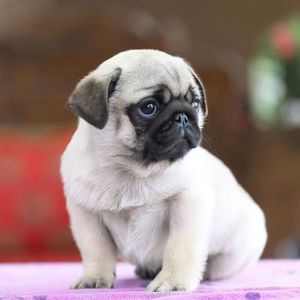 纯种巴哥幼犬哈巴狗憨厚小八哥犬活体短毛可爱小型犬家养宠物狗狗