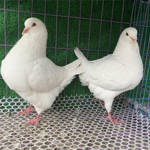 000人付款淘宝大体大头摩登那种鸽种蛋红色白色黑色黄色雪花圆环元宝