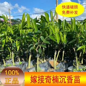 沉香树苗绿奇楠沉香苗嫁接正宗白奇楠糖结金丝油叶子盆栽高约40cm