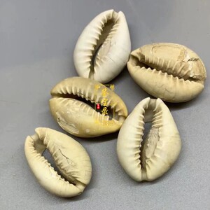 古钱币收藏 先秦贝币 海贝币 货贝 春秋战国先秦时期货币 保真