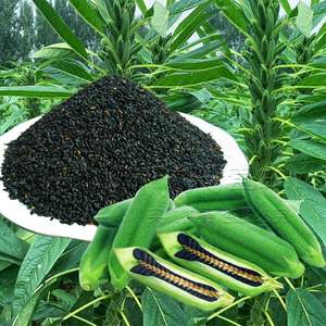 91115人付款淘宝奶白菜种子小白菜青菜黑油菜春四季蔬菜籽秋冬季种植