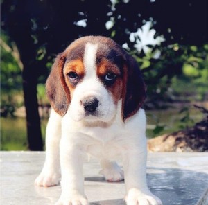 纯种比格犬米格鲁猎兔犬幼犬活体家养巴吉度短毛幼崽小型犬宠物狗