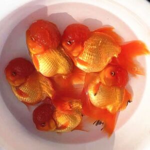 国狮红狮子头金鱼国狮金鱼红狮金鱼观赏鱼冷水淡水鱼风水鱼宠物食