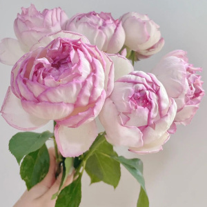 伊芙月季系列大苗粉伯爵乙女心阳台庭院特大花浓香四季开花卉植物