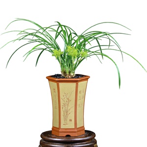 【香草兰苗】香草兰苗品牌,价格 - 阿里巴巴