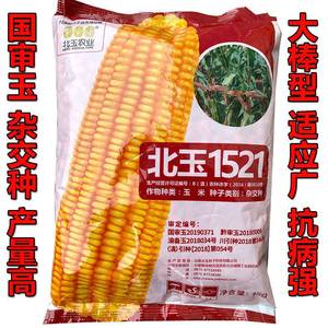 北玉1521国审玉米种子贵州高产名棒子特大长杂交黄包谷种孑籽