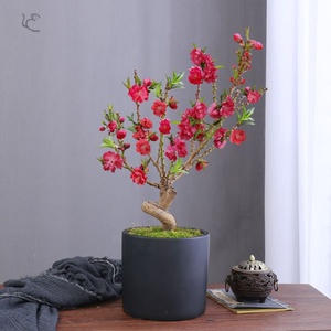 日本购桃树花苗盆栽室内矮化苗h桃花带花苞老桩重瓣寿星t盆景室内