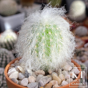 实生老乐仙人球趣味软毛m仙人柱多肉植物白毛创意开花小盆栽防辐