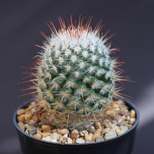 丰明丸实生仙人球多肉植物乳突属倒钩刺易l开花