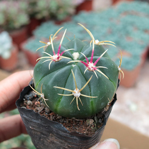 实生赤城p仙人球趣味红刺硬刺开花仙人掌多肉植物桌面防辐射小盆