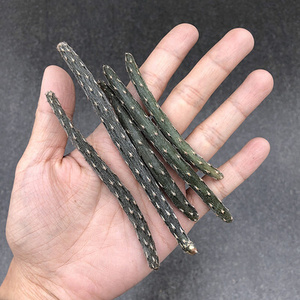 黑龙团扇块根大黄花稀有品种团p扇仙人掌多肉植物盆栽