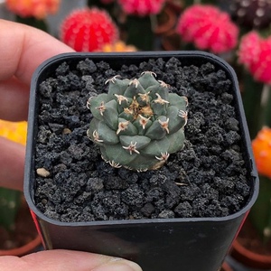 赤花娇丽实生仙人球红花t娇丽属稀有品种易开花