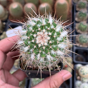 白蛇丸仙人球乳突属复色易开花雪顶白毛多肉绿植植q物