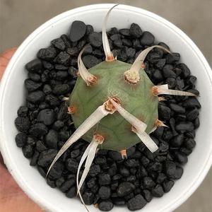 m武藏野纸刺团扇仙人球稀有软刺不扎手仙人掌多肉植物观赏小盆栽