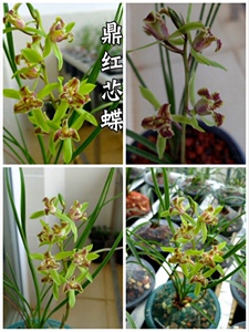 鼎红蕊蝶小型蕙兰蕊蝶叶姿秀美花香浓郁花期长