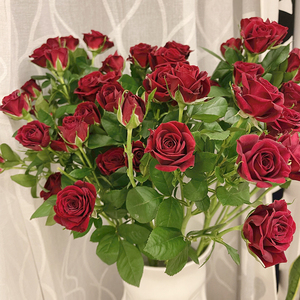 a级多头红丝绒泡泡玫瑰顺丰空运包邮云南昆明鲜花基地直发鲜切花