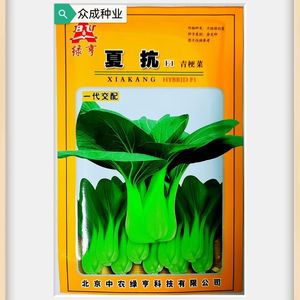 绿亨夏抗青梗菜种子20g装耐热耐湿青梗菜小油菜小白菜蔬菜种子