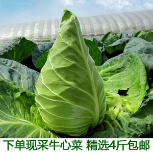 现摘新鲜牛心包菜卷心菜牛心甘蓝手撕包菜大头菜球白菜包邮2人付款29