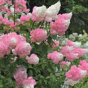 宋花圆锥绣球石灰灯香草草莓粉色精灵1加仑阳台楼顶盆栽绣球花苗