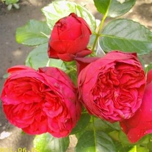 红钢琴月季花盆栽