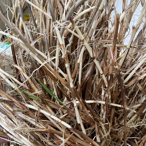 新鲜白茅根500g去皮甜草根搭配甘蔗马蹄清热消暑广东特色凉茶包邮