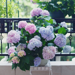 绣球花苗一加仑无尽夏八仙花开好养的花四季不断盆栽花卉植物室内