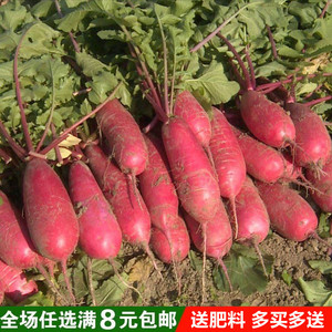 秋播大红袍萝卜种子阳台蔬菜种子 皮红肉白红皮水果萝卜 大红萝卜