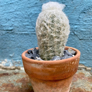 实生老乐仙人球趣味软毛仙人柱多肉植物白毛t创意开花小盆栽防辐