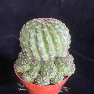 阳春丸e阳圣丸易开花紫花多肉植物仙人球丽花属脂粉丸防辐射绿植