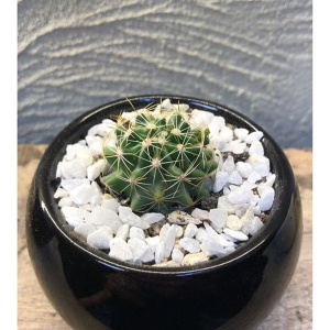 实生龙王仙人球左旋右旋开大黄花仙人掌办公室防辐射小s盆栽大