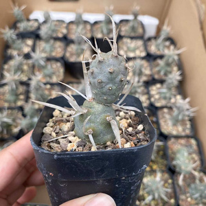 武藏野长刺团扇x仙人球稀有软刺不扎手仙人掌多肉植物美观趣味盆