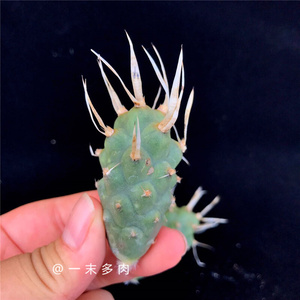 一末多x肉武藏野纸刺多肉植物团扇仙人掌仙人球一物一拍造型奇