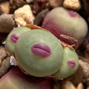 肉嘟嘟大红嘴嘟嘟小嘴唇烈焰红唇肉锥稀有多肉大p嘴室内植物盆景