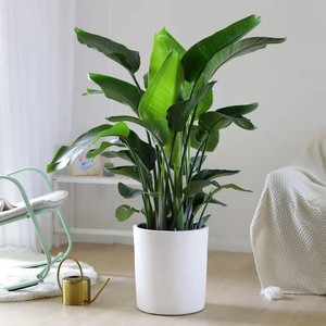 室内大型绿植客厅喜阴大叶型植物花卉四季常绿耐寒好养古古屋88225