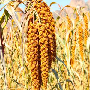 绿宝千金谷种子谷种谷子种籽抗鸟红钙谷糯小米黄谷红谷粟米小香米