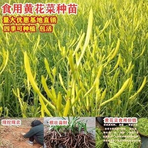 黄花菜种苗金针菜苗基地直发优质食用黄花菜四季种植苗忘忧草包活