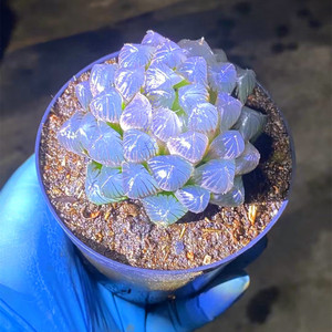 精品多肉植物紫霞水晶玉露办公室美观防辐射阳台盆栽绿植花卉含盆