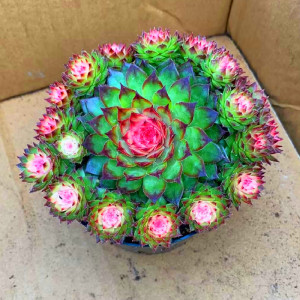 云南花卉高颜值大颗多肉植物七彩观音莲锦群生室内防辐射盆栽绿植