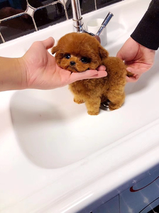 纯种泰迪幼犬茶杯犬灰泰迪长不大贵宾小型犬不掉毛活体家养宠物狗