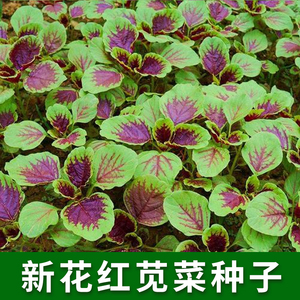 新花红苋菜种子 农家蔬菜种子四季夏播庭院种菜 花叶红苋菜籽