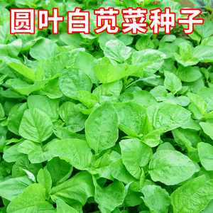 圆叶白苋菜种子四季可种青苋菜绿苋菜汉菜种籽农家菜园盆栽蔬菜孑