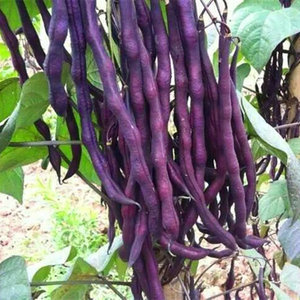 无筋紫地豆种子无架豆种籽紫色豇豆肉厚纤维少无筋四季高产豆角