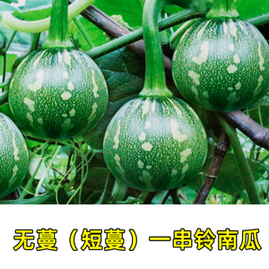 早熟一串铃南瓜种子4-5月季无蔓短蔓椭圆嫩西葫芦耐寒蔬菜种籽孑